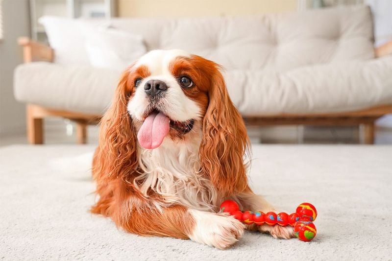 Cavalier King Charles Spaniel: The Gentle Aristocrat