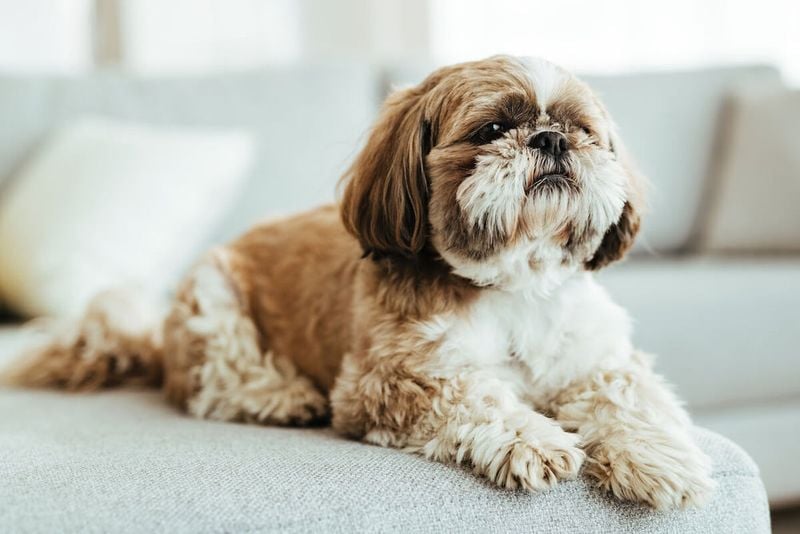 Shih Tzu: The Regal Companion