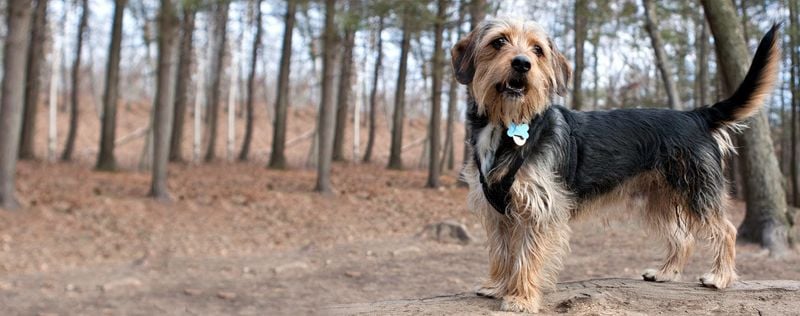 Borkie (Beagle + Yorkie)