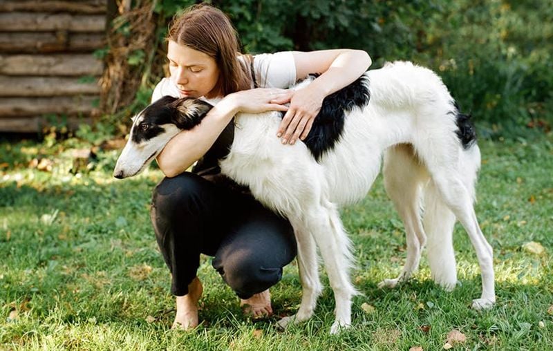 Borzoi