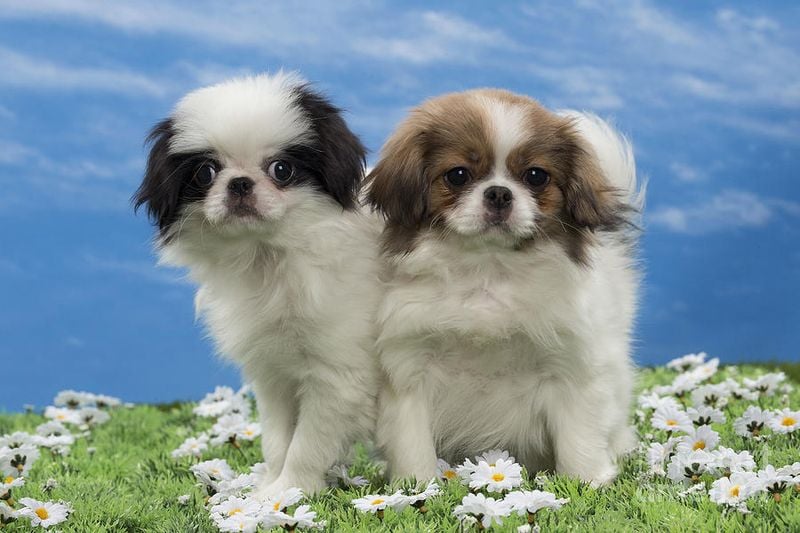 Japanese Chin