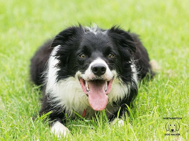 Border Collie: The Shower Schedule Enforcer