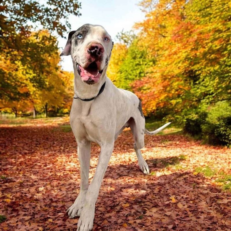 Great Dane