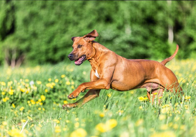 Rhodesian Ridgeback: Safari-Ready Explorer