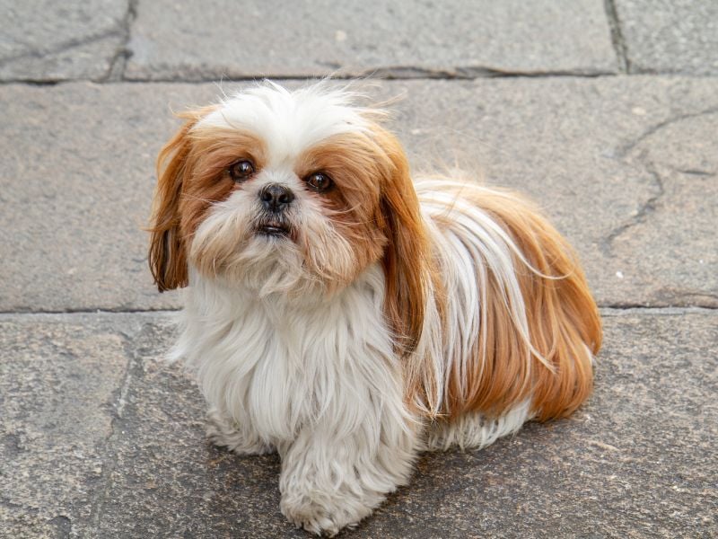 Shih Tzu