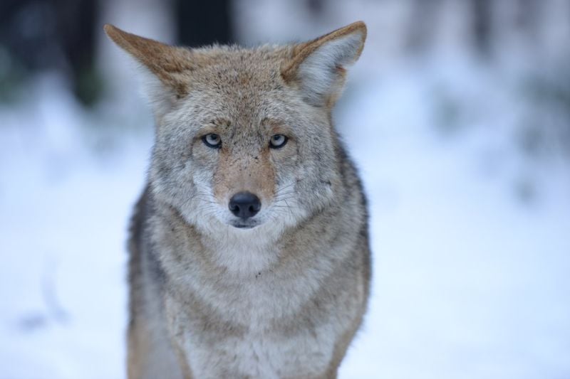 Coyotes