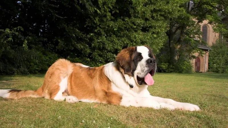 Saint Bernard: The Legendary Mountain Rescuer