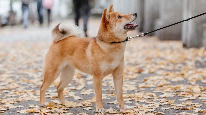 Shiba Inu: The Foxy Rebel