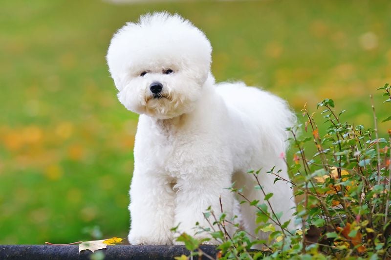Bichon Frise: The Living Teddy Bear