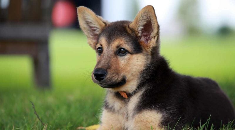 How to Tell If It’s Really a Miniature German Shepherd