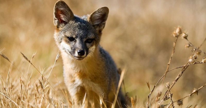 Island Gray Fox (Urocyon littoralis)
