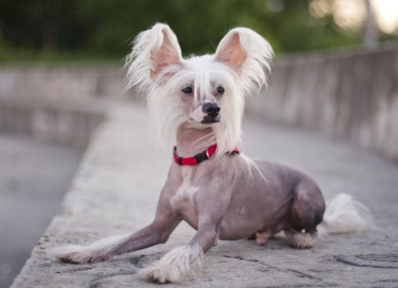 Chinese Crested: The Uniquely Charming Underdog