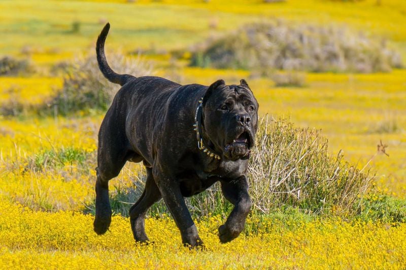 Presa Canario: The Powerful Protector