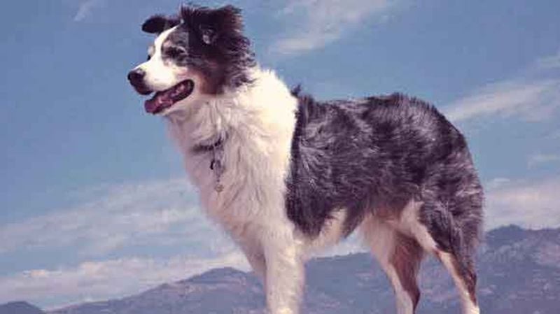 Australian Shepherd