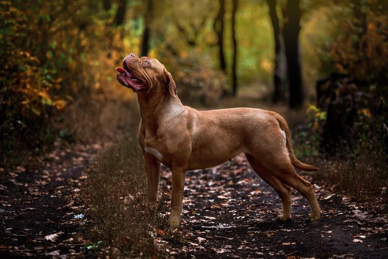 French Mastiff (Dogue de Bordeaux)