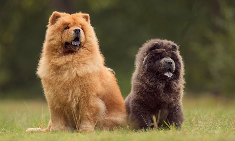 Chow Chow