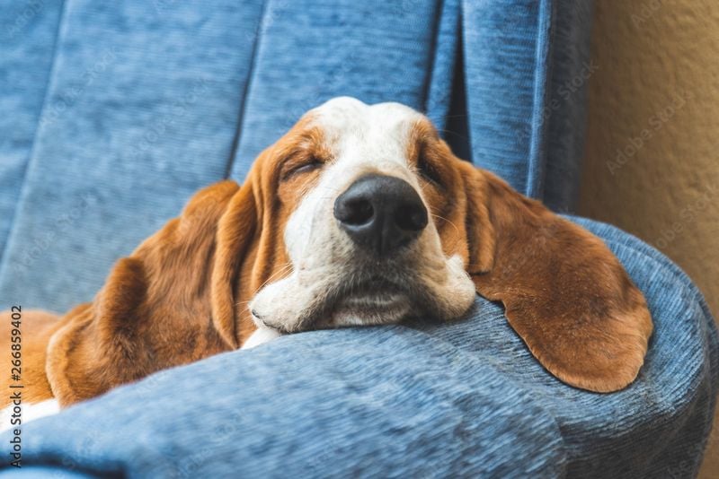Basset Hound: The Low-Rider Lounger