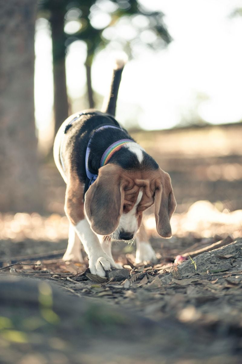 Beagle