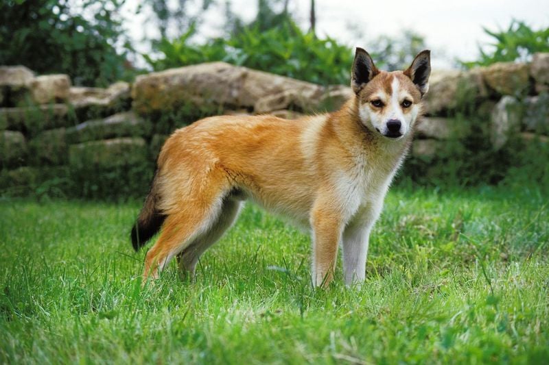Norwegian Lundehund (Norway)