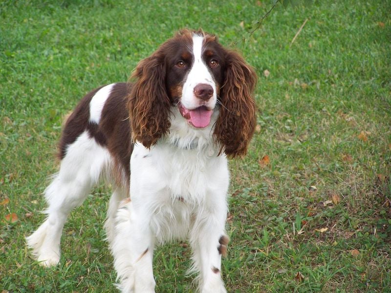 English Springer Spaniel: The Energetic Contraband Finder