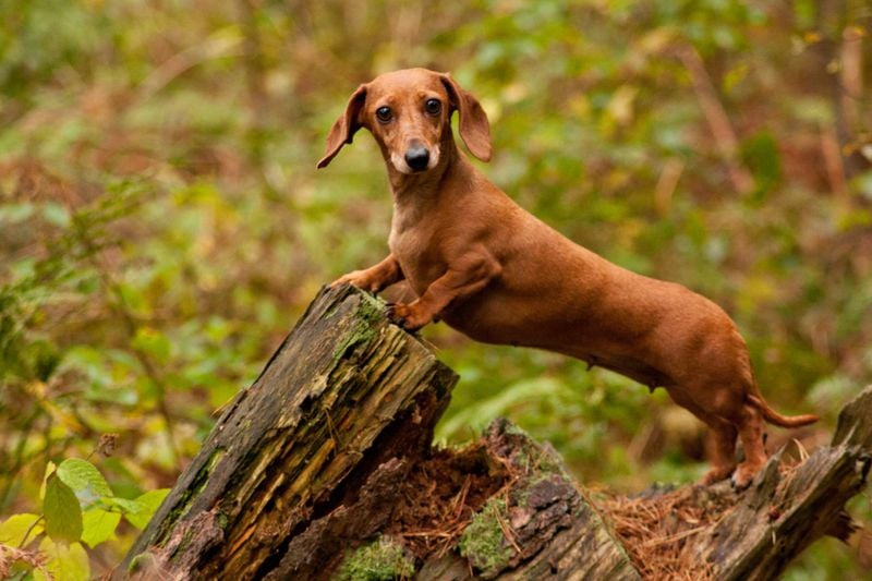 Dachshund (Miniature)
