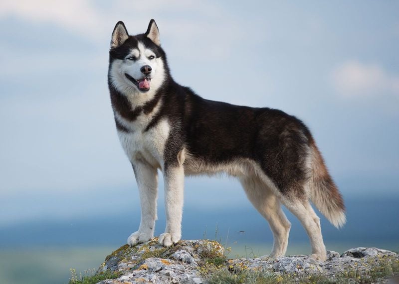 Siberian Husky: The Mischievous Escape Artist