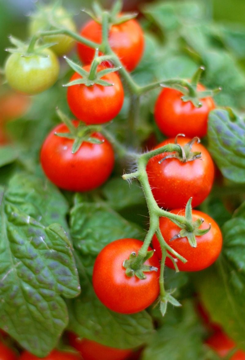 Tomato leaves and stems