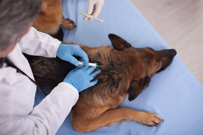 Recent Vaccination or Medication