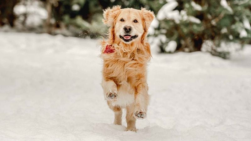 Bouncy, Carefree Movement