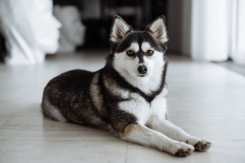 Pomsky – Pomeranian × Siberian Husky