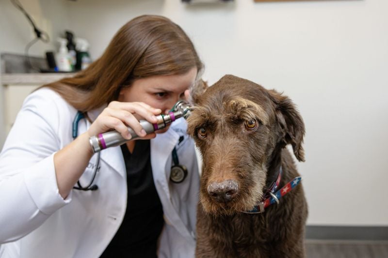 Regular Vet Checkups Prevent Problems