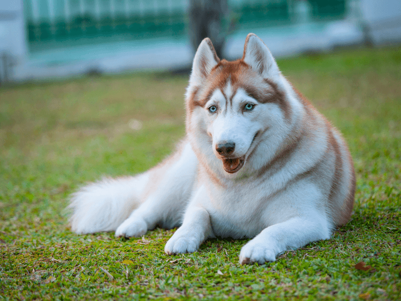 Coat and Fur Texture