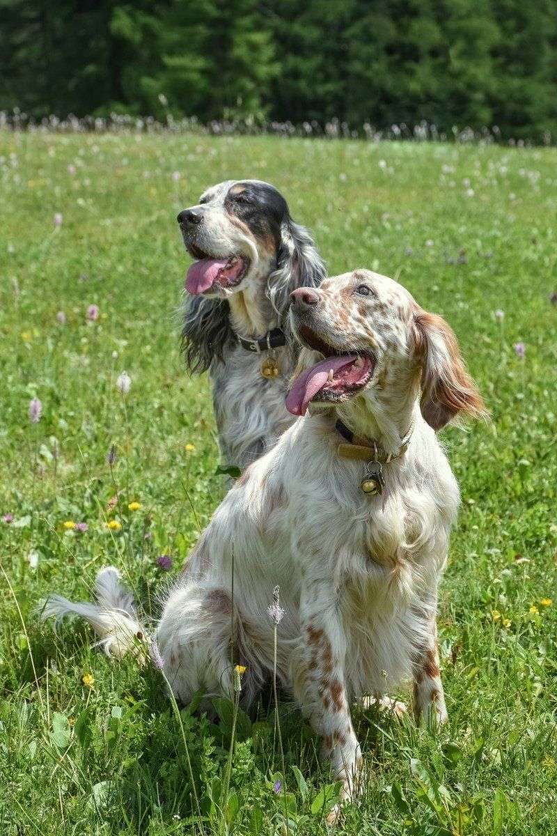 English Setter