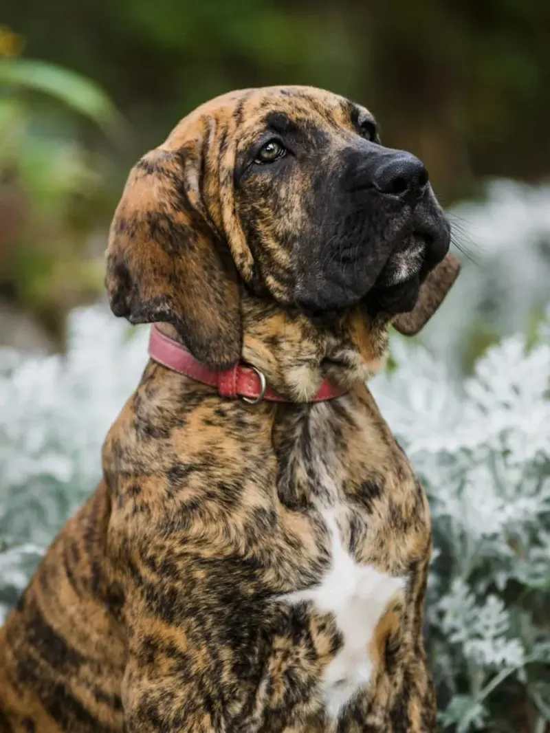Brazilian Mastiff: South America's Tracking Giant