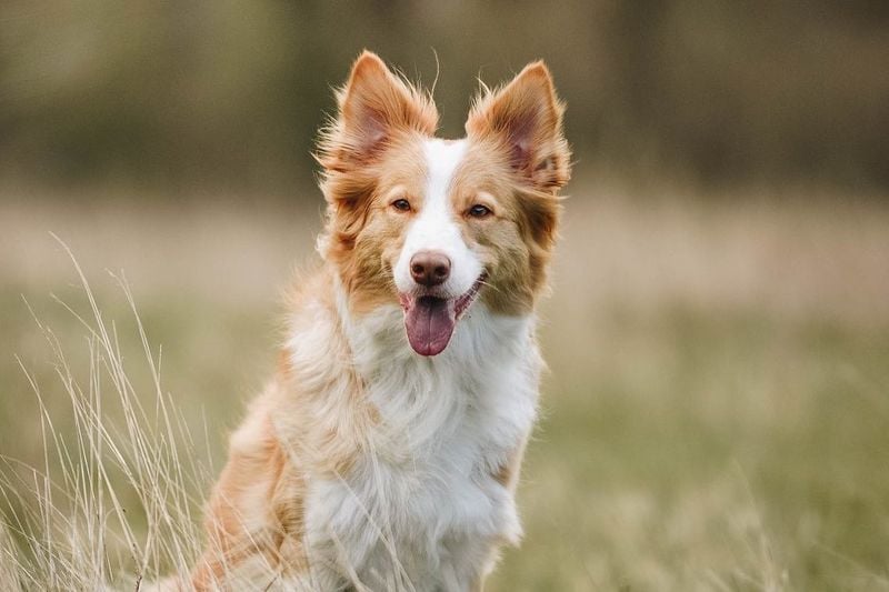 Collies: Lassie's Legacy of Loyalty