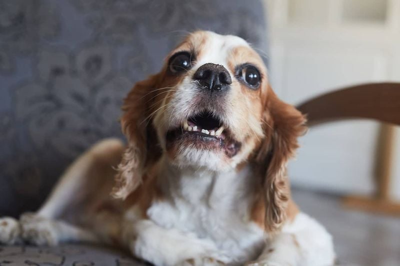 Whimpering or Unusual Vocalizations
