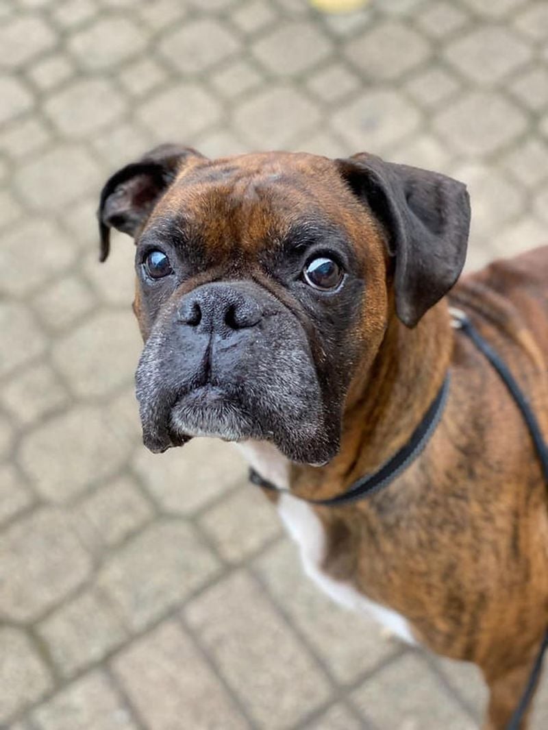 Boxer