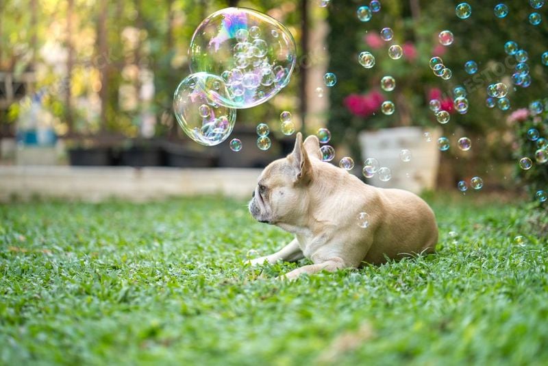 French Bulldog