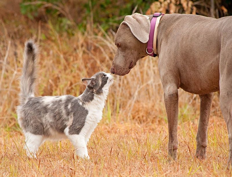 Weimaraners