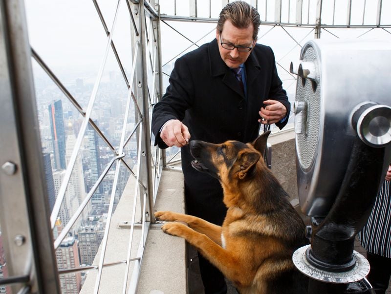 German Shepherd