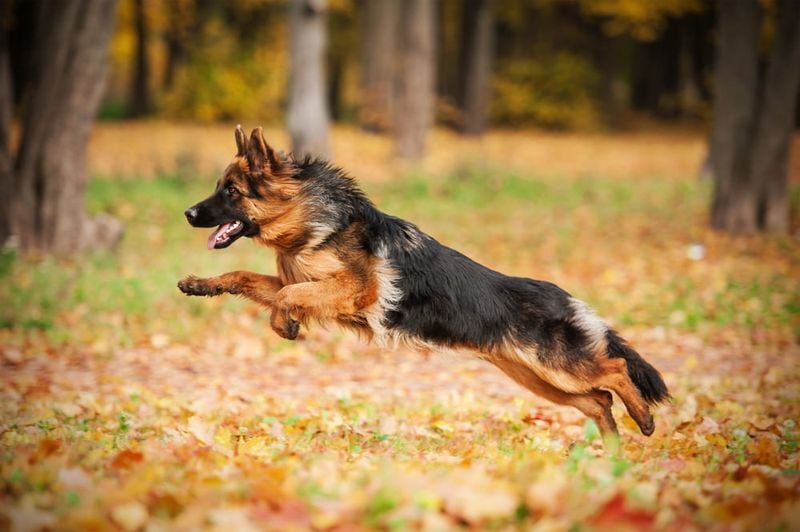 High-Energy and Athletic