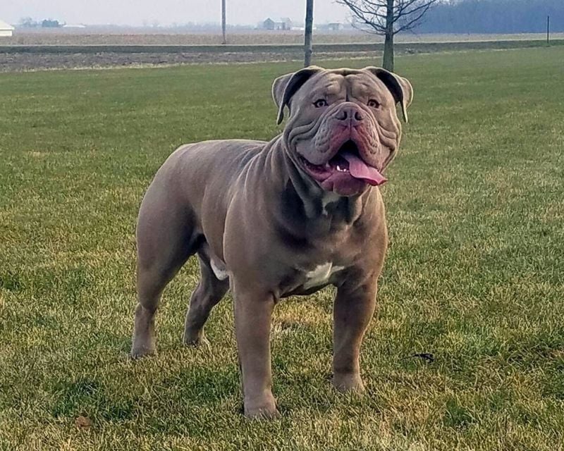 Olde English Bulldogge