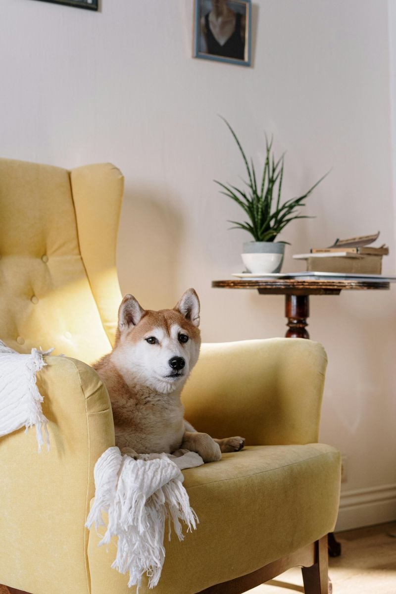Shiba Inu
