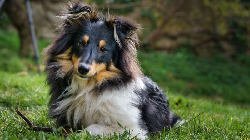 Shetland Sheepdog: The Emotionally Astute Miniature Collie