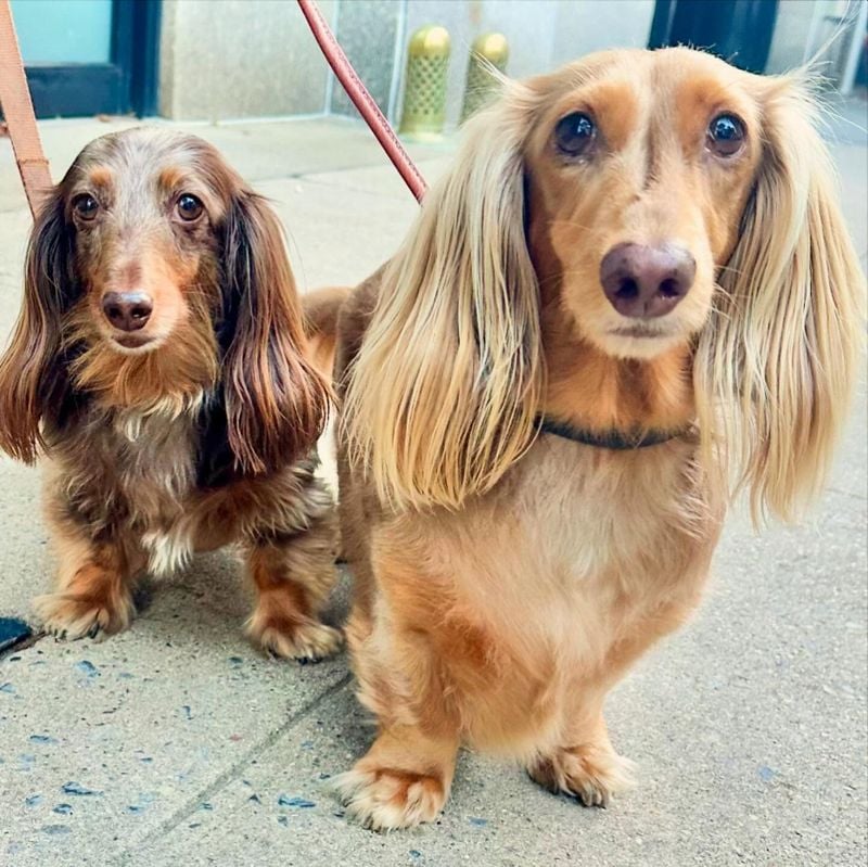 Dachshunds: Burrowing Buddies
