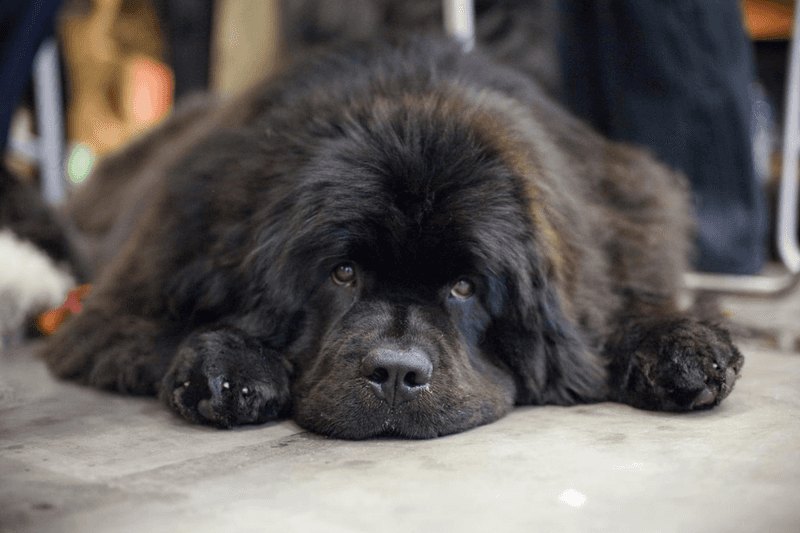 Newfoundland: The Lifeguarding Teddy Bear