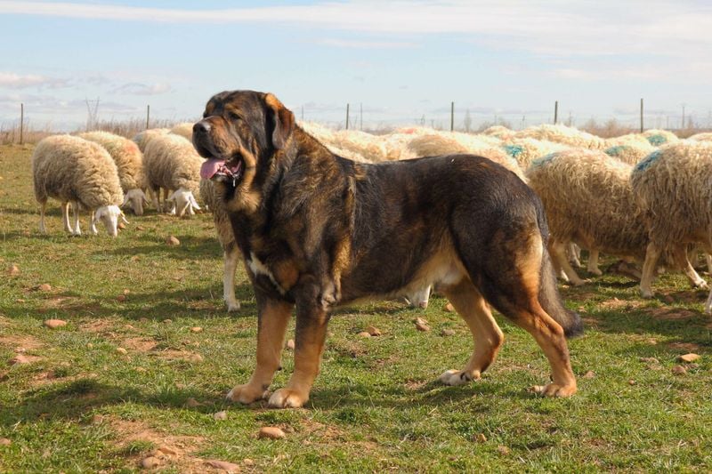 Spanish Mastiff: The Flock Defender