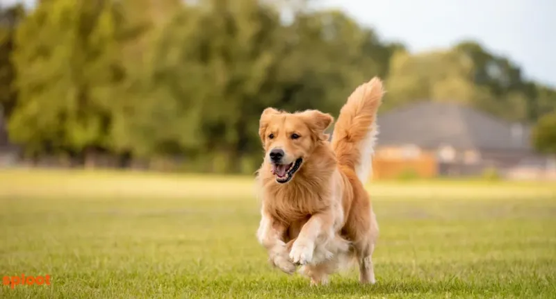 Temperament & Energy Levels