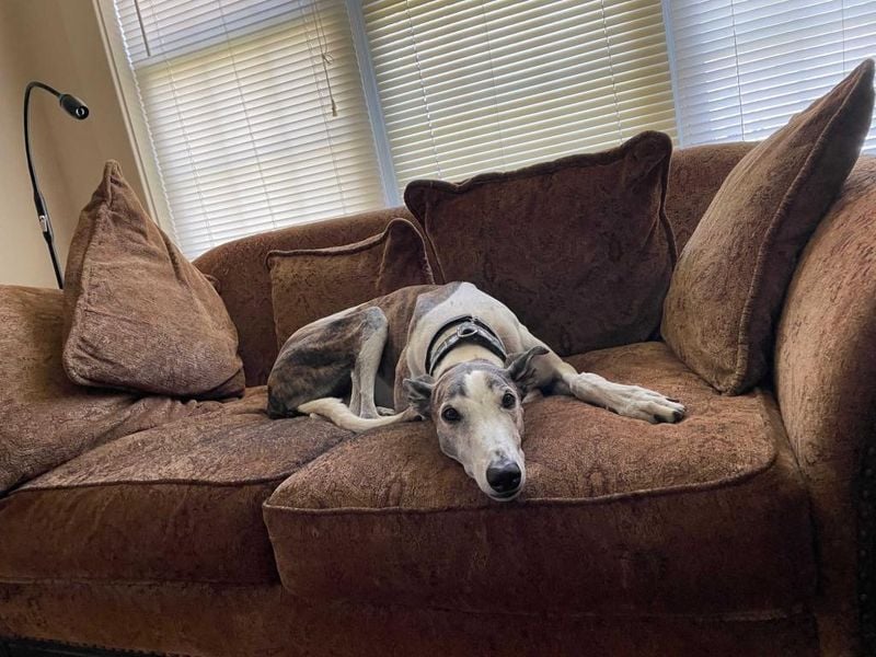 Greyhound: The Surprising Sofa Surfer
