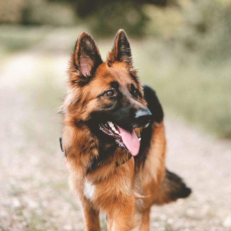 German Shepherd